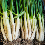 Calçots (1 Manojo, 25 Uds.)