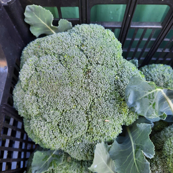 Brócoli (600-700 Aprox.)