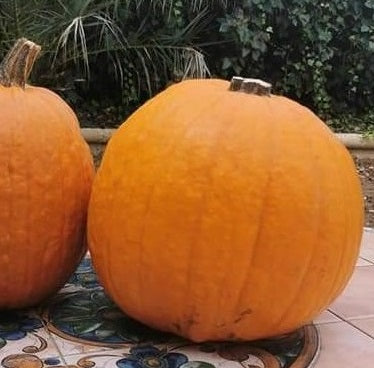 Calabaza 1Ud (12Kg Aprox.)