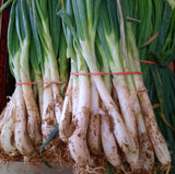 CALçOTS